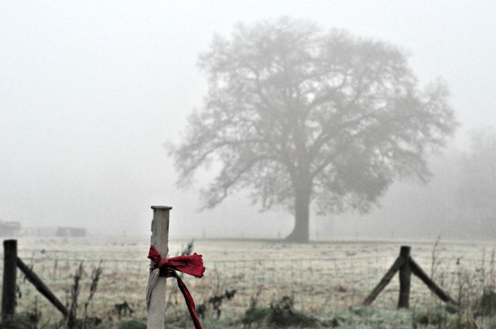 Love that tree and it's always there *