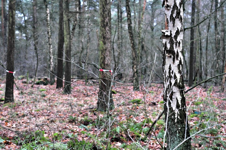 most cards are dealt (small)