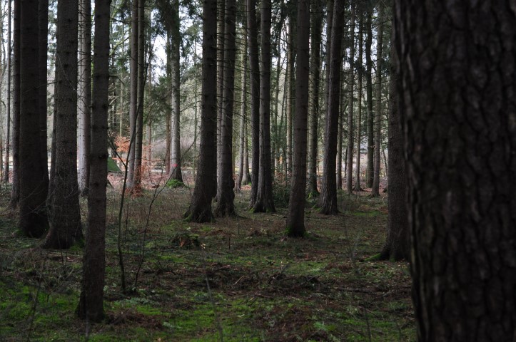 To straighten oneself